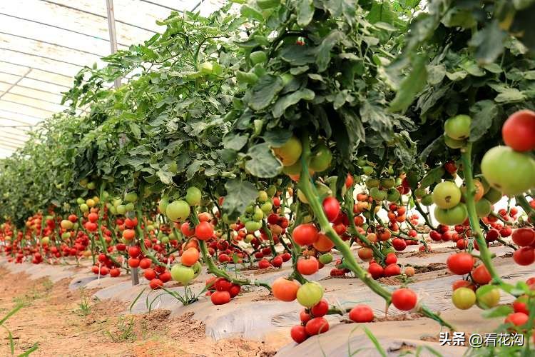 扶沟县概况,扶沟县是河南哪个市的