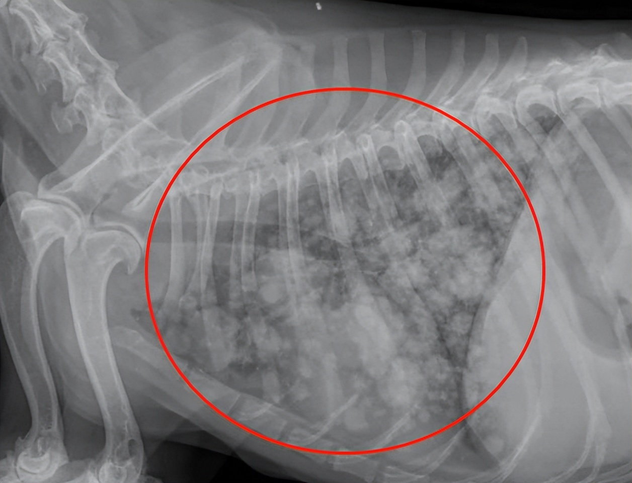 狗狗乳腺囊肿和肿瘤的区别,狗狗得了乳腺肿瘤怎么治疗