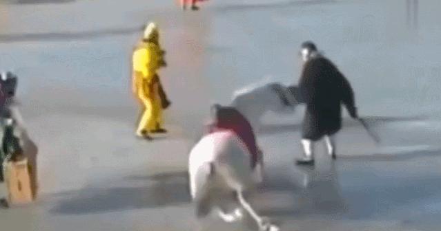 再见白龙马,无相白龙马