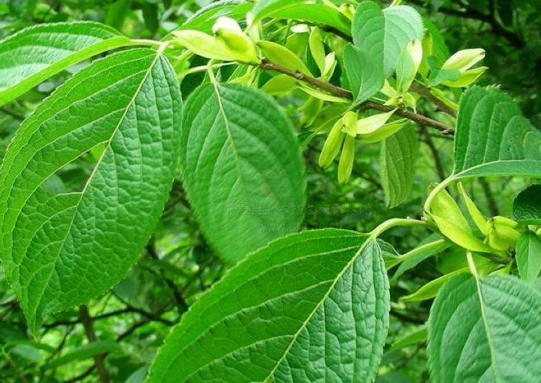 广东老板出资2万种植年入50万,广东老板白手起家全靠自己挣钱