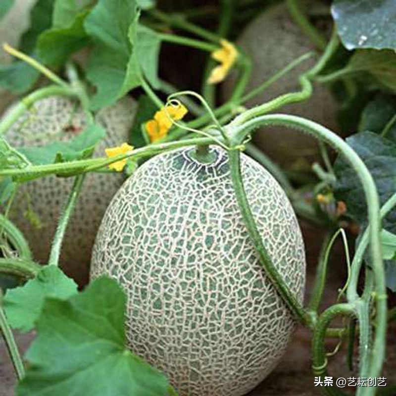 藏疆特产,疆果新疆特产推荐