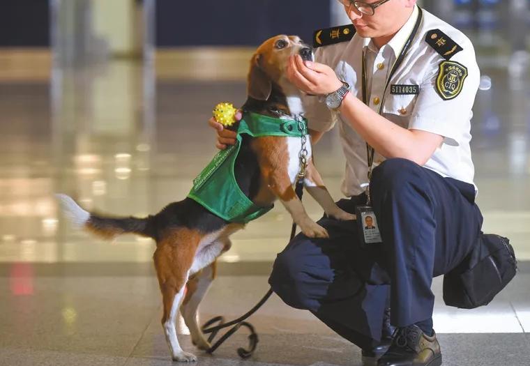 绝对听从主人命令的狗大型犬,既能护卫又能看家的大中型犬