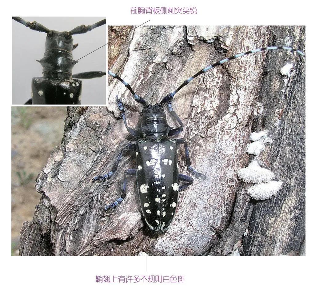 30种可以吃且美味的虫子图,33种昆虫图片大全