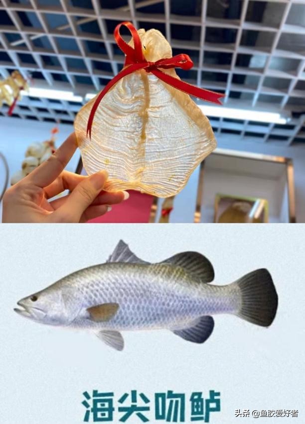 鱼胶的种类及对应图片,鱼胶的种类大全