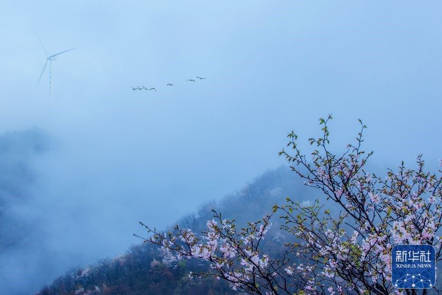 河南新县樱花盛开春意盎然,新县最美樱花开了