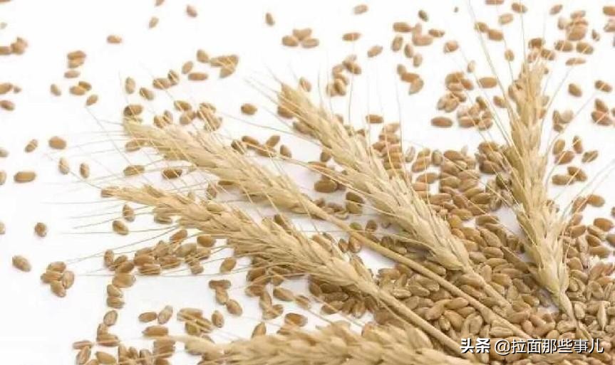 同样是面粉古代和现代有什么区别,全麦面粉和荞麦粉有何区别