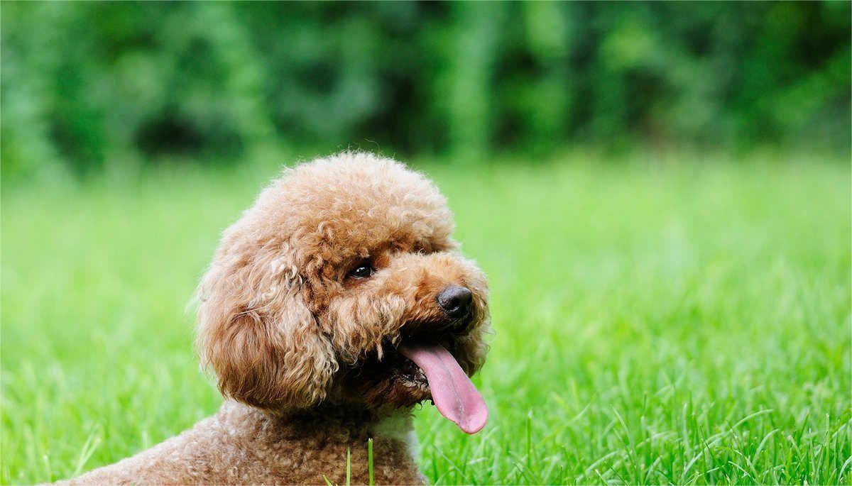 普安特宠物止泻药,普安特宠物药怎么用