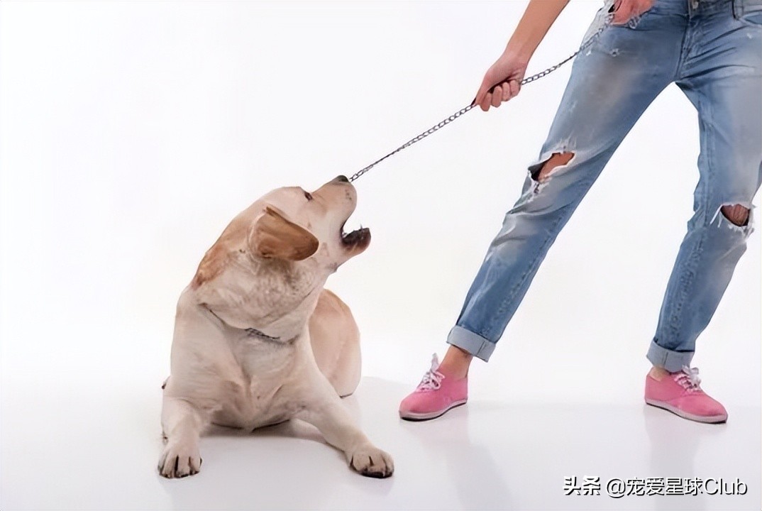 小柯基和金毛打架,小柯基大型阿拉斯加打架