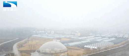 甜了味蕾鼓了荷包湖北20万亩草莓变身“致富果”