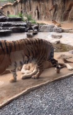 “姑娘，你知道衣服上的字是什么意思吗？”哈哈哈自信的姑娘最美