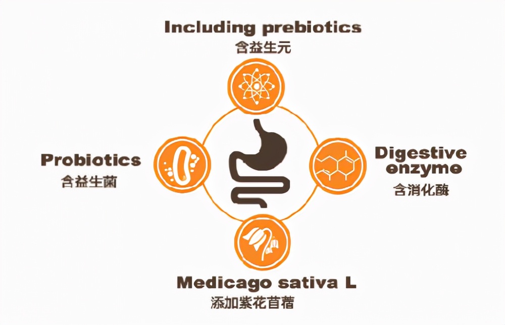 宠物店的狗狗都是吃什么狗粮,狗子整天在想啥