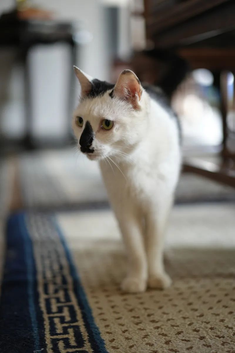 让小猫咪来治愈你,小猫咪可以治愈一切不开心的事情