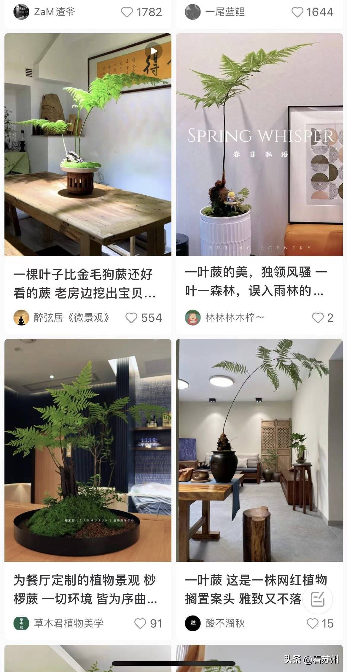 珍稀植物金毛狗蕨,国家一级保护植物金毛狗蕨