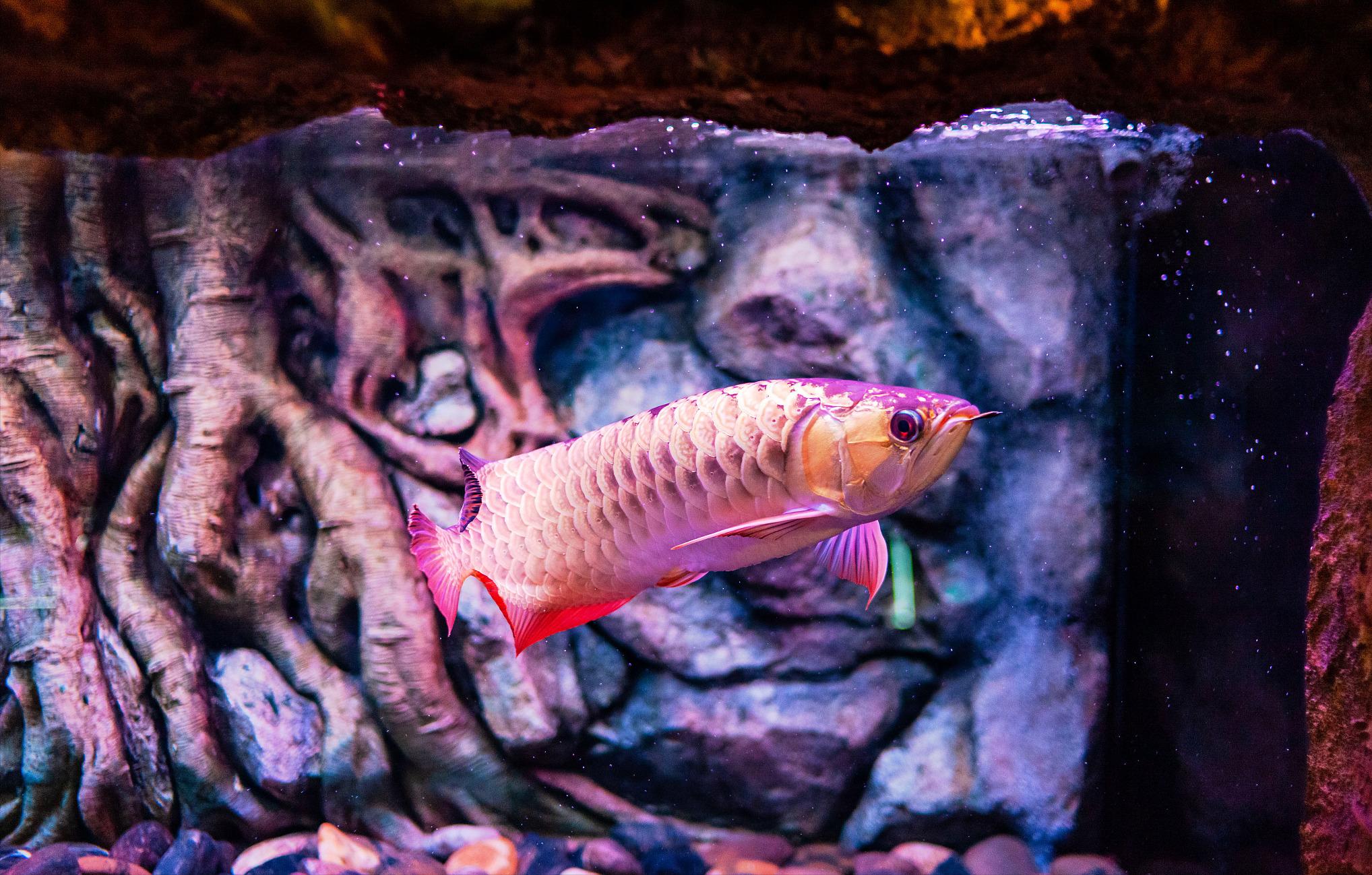 龙鱼断须伤口愈合没长出来,龙鱼的须掉了