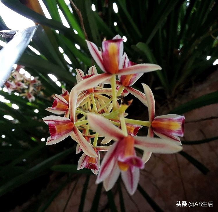 带你认识中华兰花纹瓣兰,顶级纹瓣兰图片