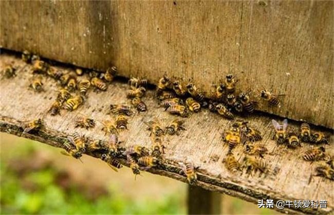 咬人虎头蜂,黑尾虎头蜂被寄生