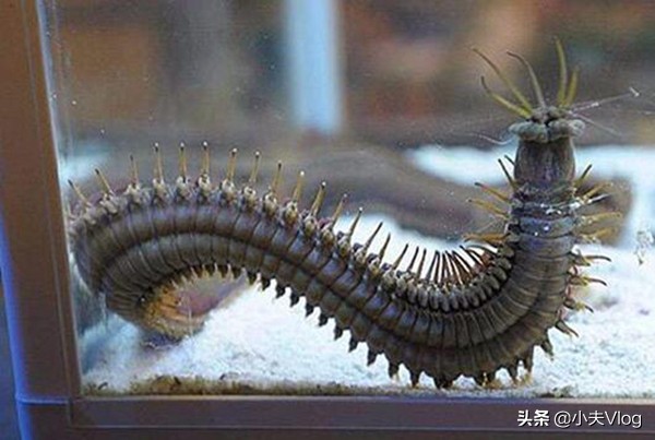 世界上最奇特的长毛的动物,世界上长得最多毛的动物