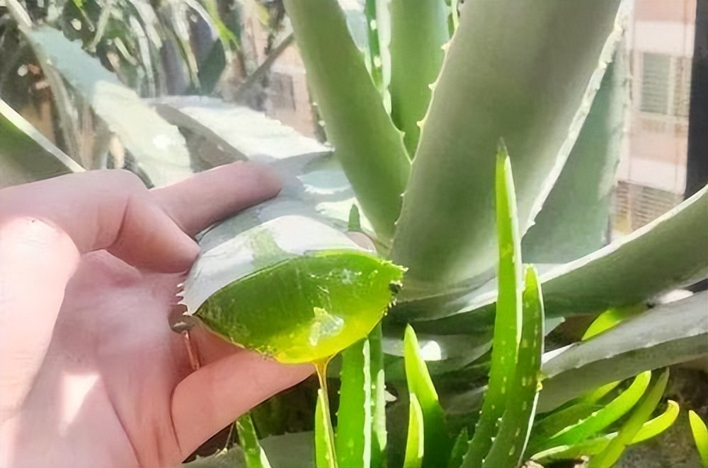 适合懒人在家养的10种花,户外适合懒人养的10种花