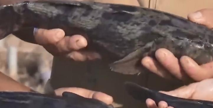 农村大叔用火养鱼年入千万,江西大叔深山养鱼一年收入几百万