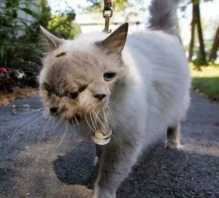 日本又拍到“新物种”，2米的怪鱼，是核辐射还是海底物种入侵？