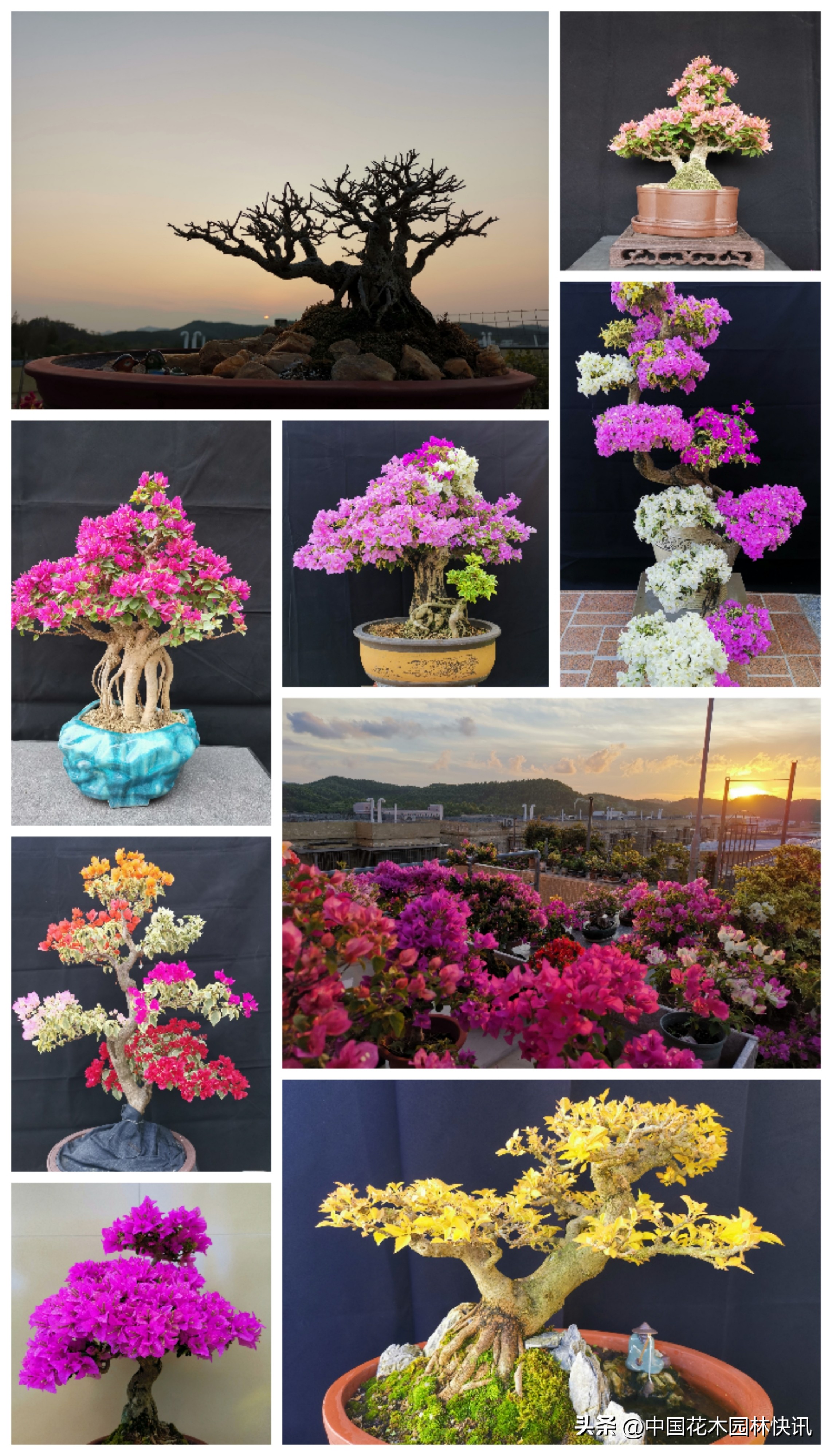 三角梅精品小老桩盆景,三角梅盆景制作视频全教程