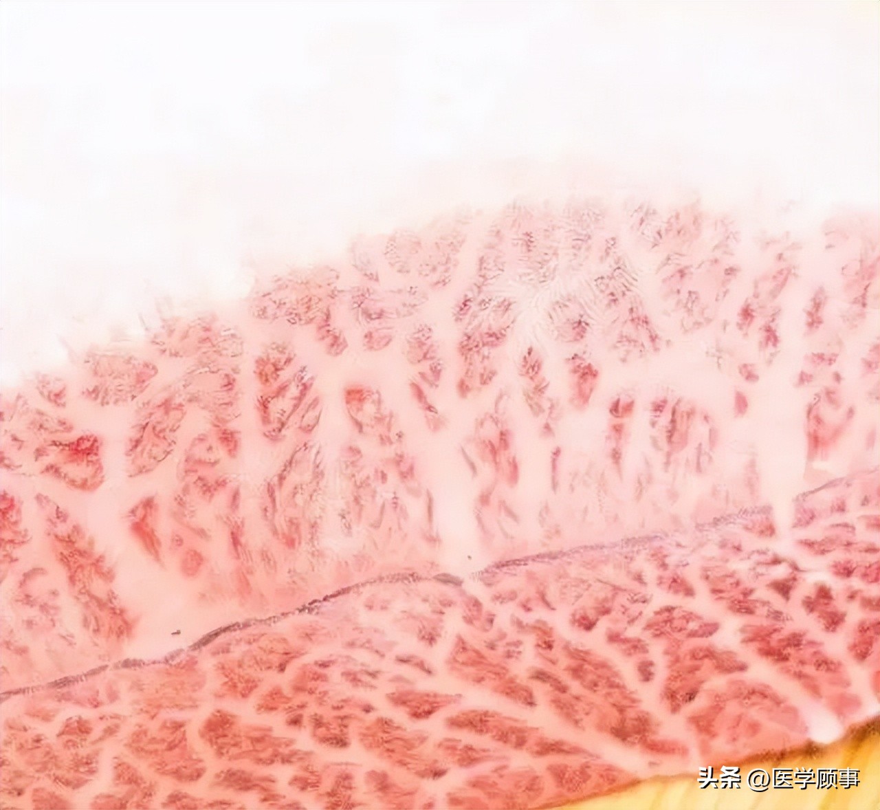 世界高端牛肉品牌,世界牛肉品牌排行榜前十名