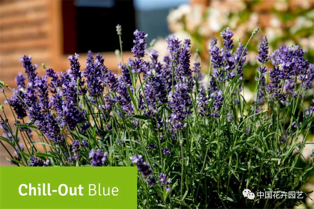 鑺卞崏鍝佺灞曠ず,鏂颁紭鑺卞崏鍝佺灞曠ず