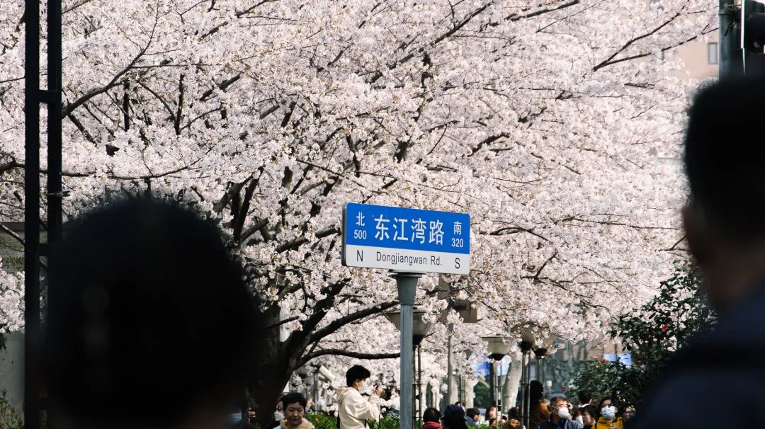 樱花最佳季节,樱花最盛开的时候
