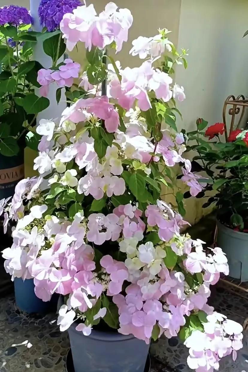 绣球花粉色落跑新娘能不能调色,落跑新娘绣球花爆花效果