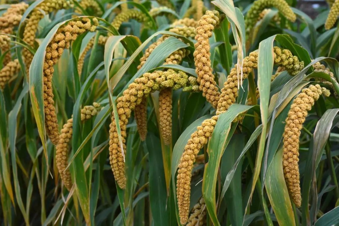 阿城千年古城,千年古城为什么这么硬