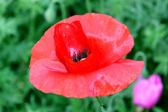 世界十大悲伤全部花语,花语代表悲伤的花有哪些