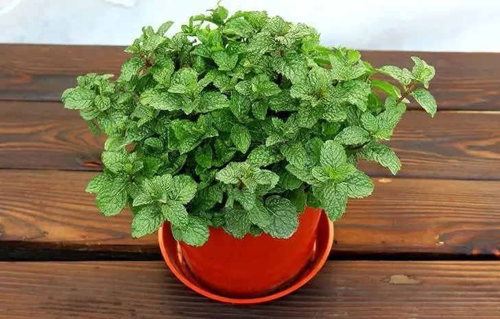 薄荷怎样养生长快速,花盆里栽的薄荷怎样让它枝叶茂盛
