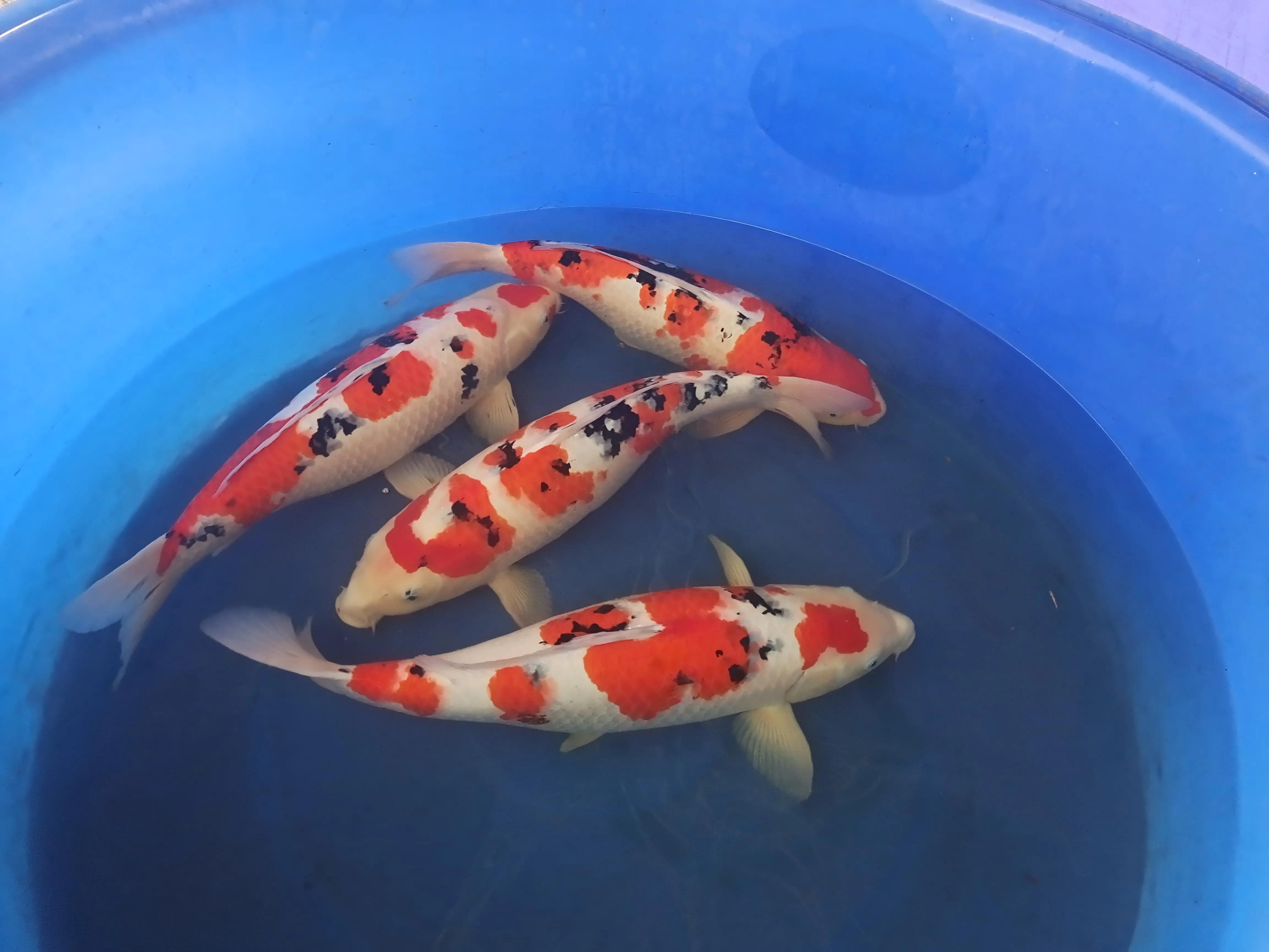 锦鲤繁殖养殖技术,红白锦鲤繁殖视频