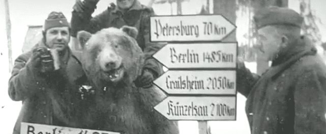 唯一参加过二战的棕熊与士兵训练,参加二战的俄罗斯熊