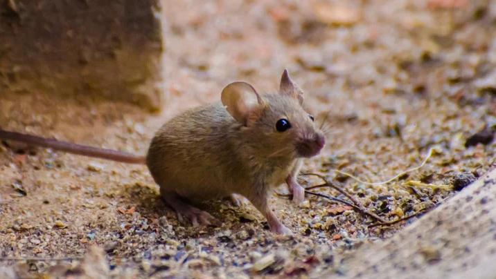 你的PCB有没有被老鼠咬过？