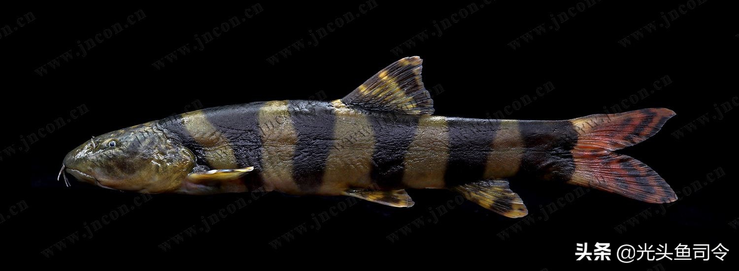 钓鱼钓到保护鱼种放了违法吗,钓鱼犯法的鱼类有哪些种类