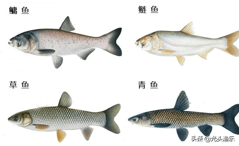 喝水就长肉，一次产卵百万枚，鱼类为何没能成为主要肉类？