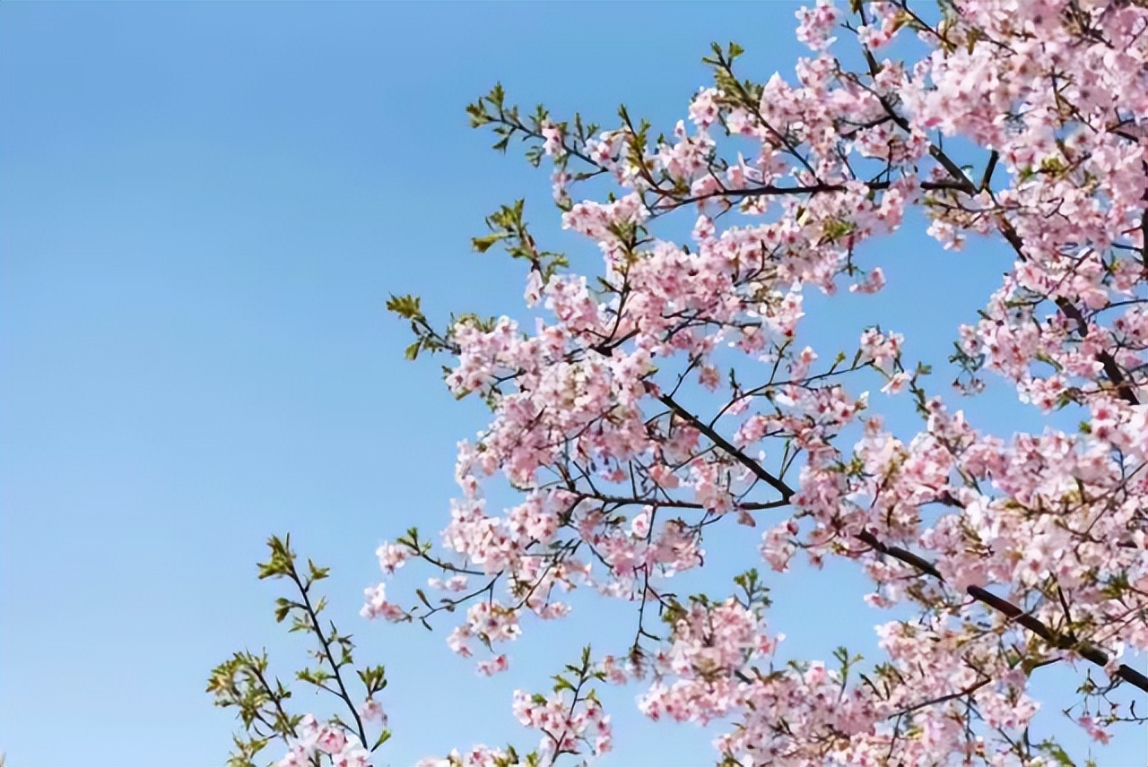 看樱花不知道去哪十大赏樱圣地,全国赏樱地图出炉樱花全面绽放