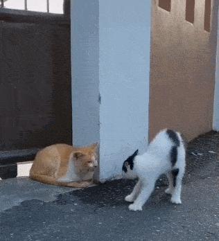 猫做核酸了么,猫核酸检测有必要做吗