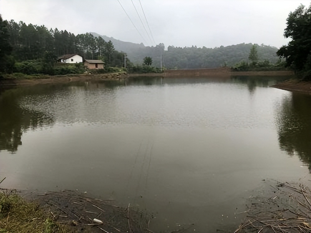 条斑星鲽工厂化养殖技术,星斑川鲽的营养价值