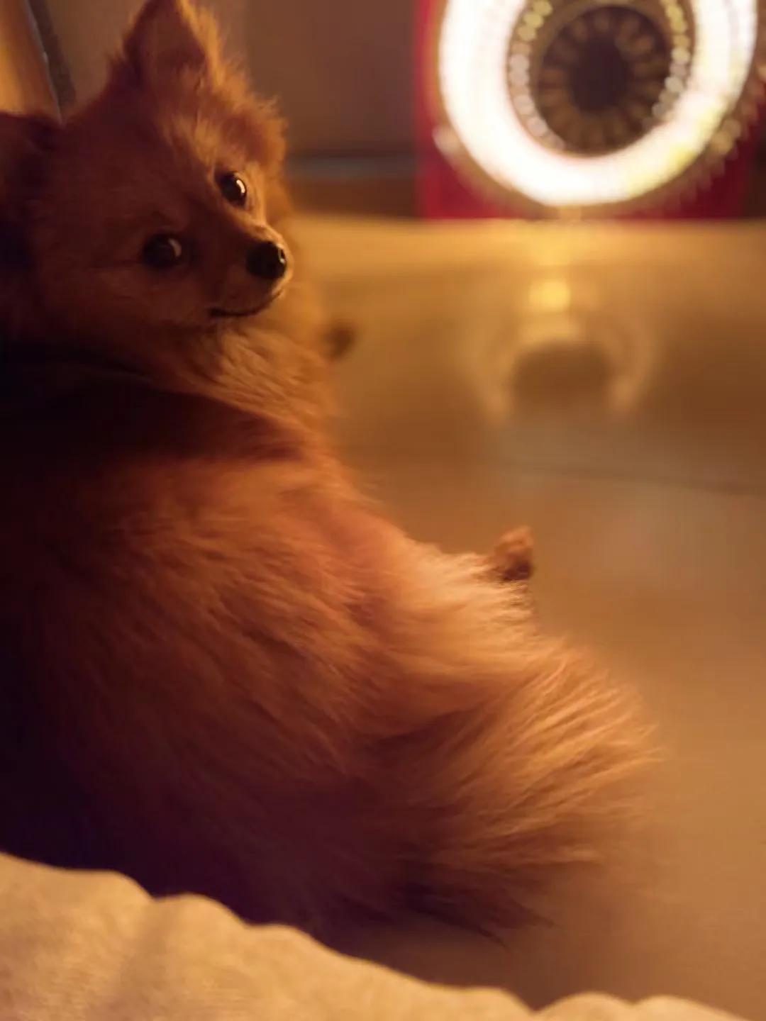 养狗小知识大全金毛,养狗小知识大全泰迪