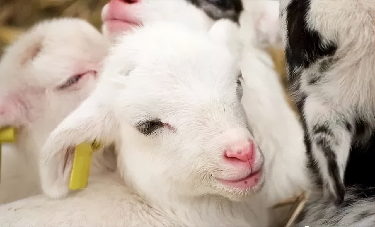 羔羊贫血治疗方法,初生羔羊缺铁性贫血怎么治