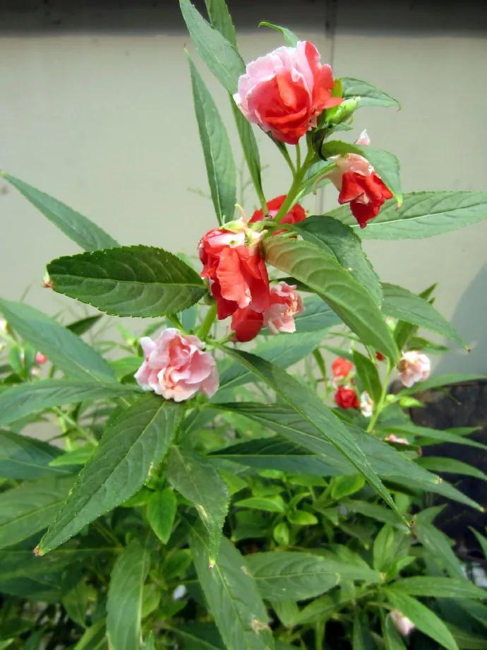 凤仙花种植方法,凤仙花