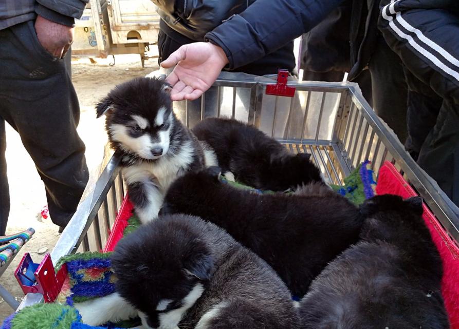 奉劝新手养狗别选这6种狗狗,养狗知识大全适合养什么样的狗狗