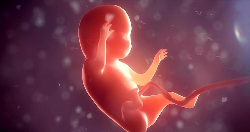 人类从精子发育成胚胎的全过程,人类最初的形态是精子吗