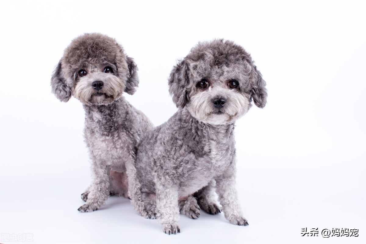 泰迪多少钱一斤,泰迪品种价格最便宜多少钱