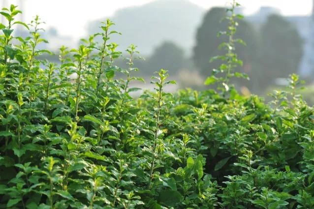 小时候吃的野菜视频,小时候吃的凉拌野菜