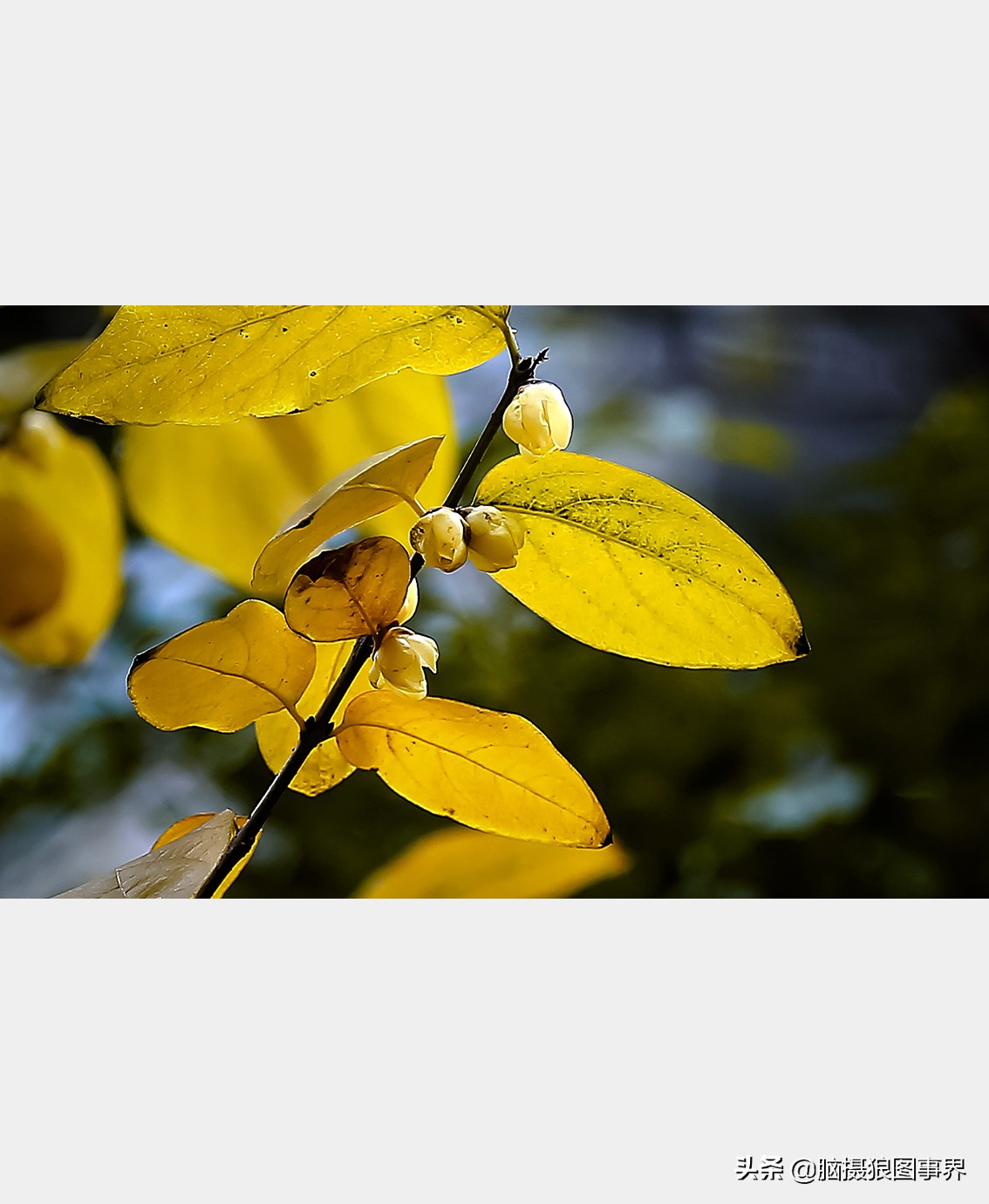 教你几个拍摄腊梅的摄影技巧干货,腊梅花怎样拍照好看
