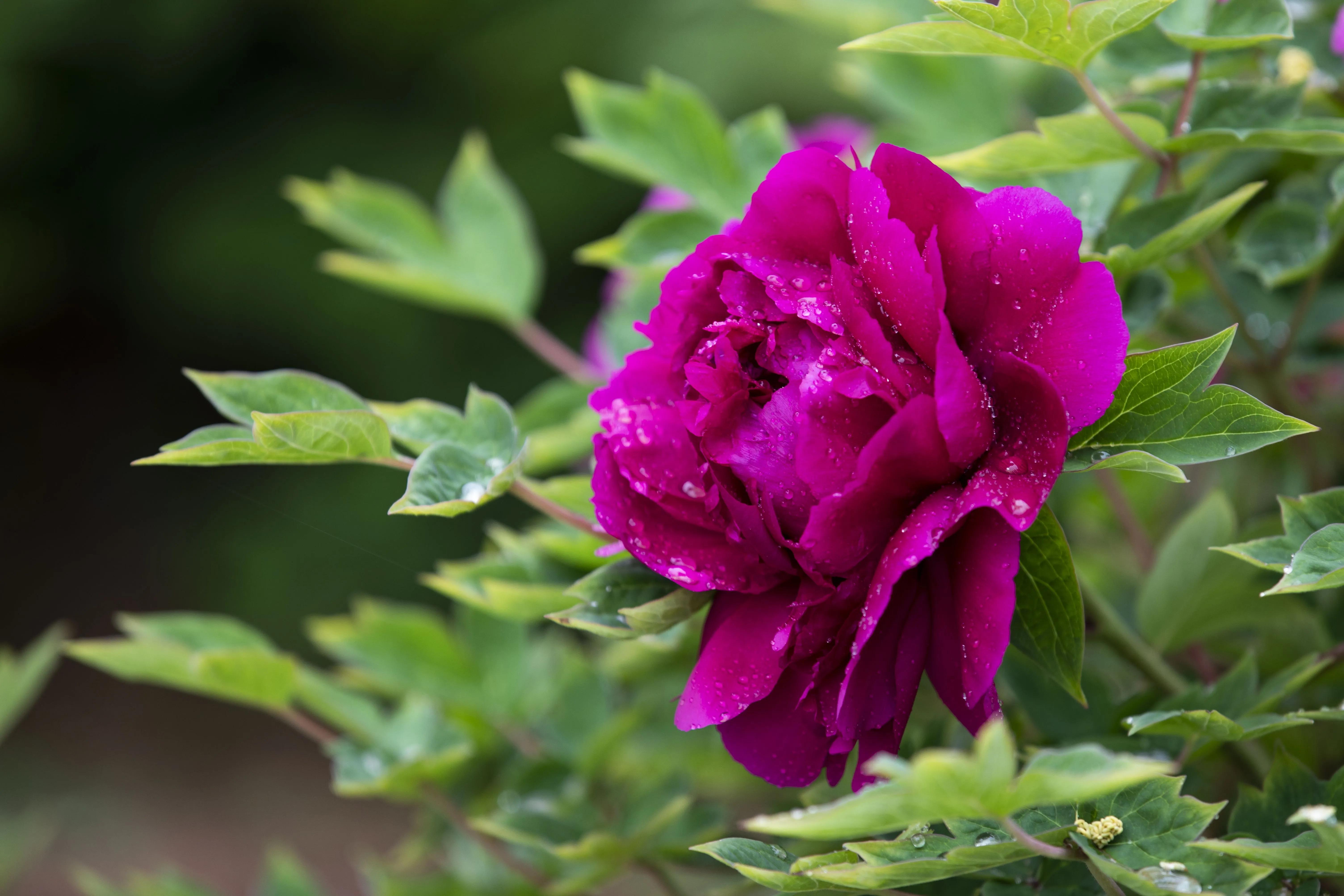 牡丹花开得雍容华贵芳香四溢,牡丹花开雍容华贵视频