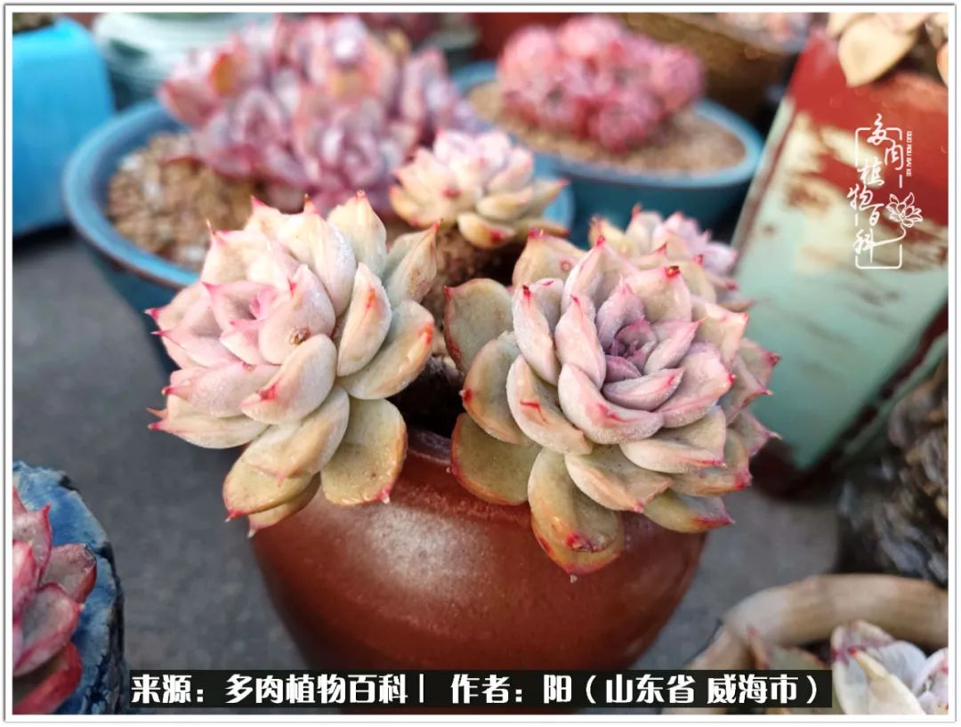 浜洪棿鐑熺伀鑷湁涓囧崈棰滆壊,浜洪棿鐑熺伀鐨嗘槸骞冲嚒棰滆壊